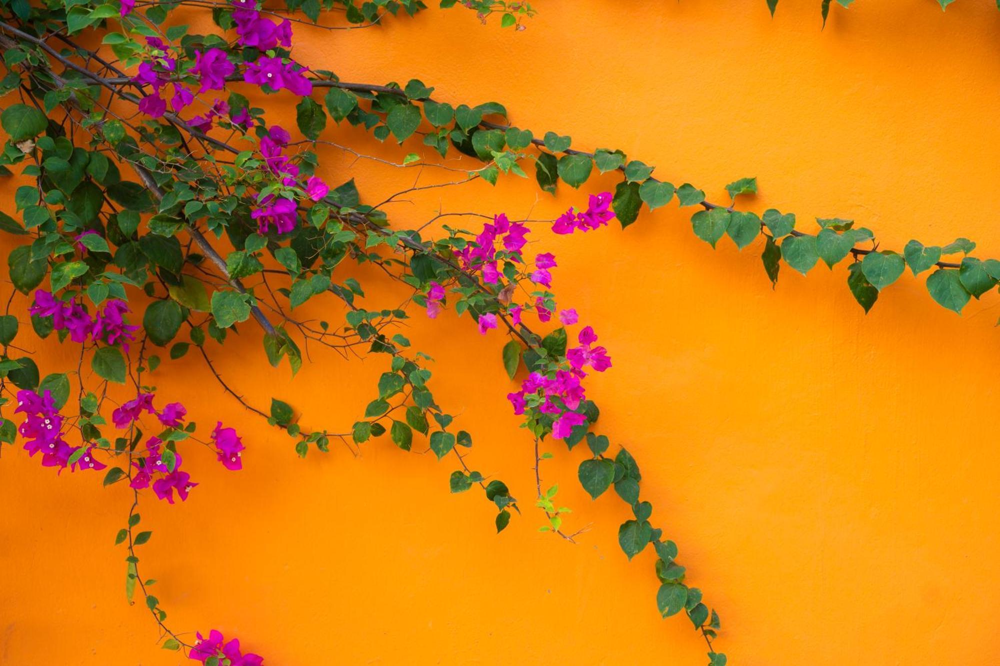 Отель Rosa Garden Ниньбинь Экстерьер фото